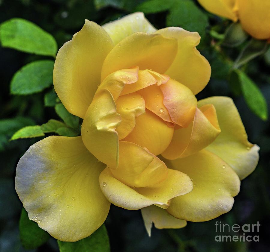 Sumptuous Gold Struck Rose Photograph