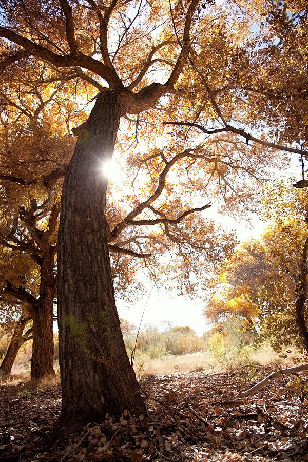 Sun And Cottonwood Tree In Fall Photograph by Duckycards