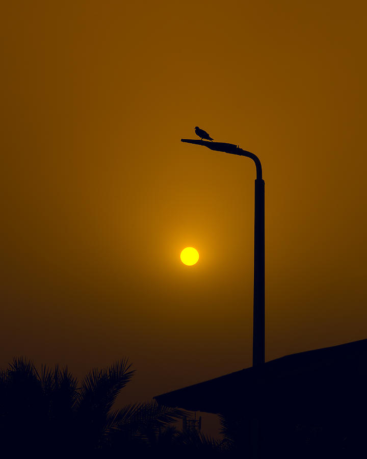 Sun And Dove Photograph by Alaa