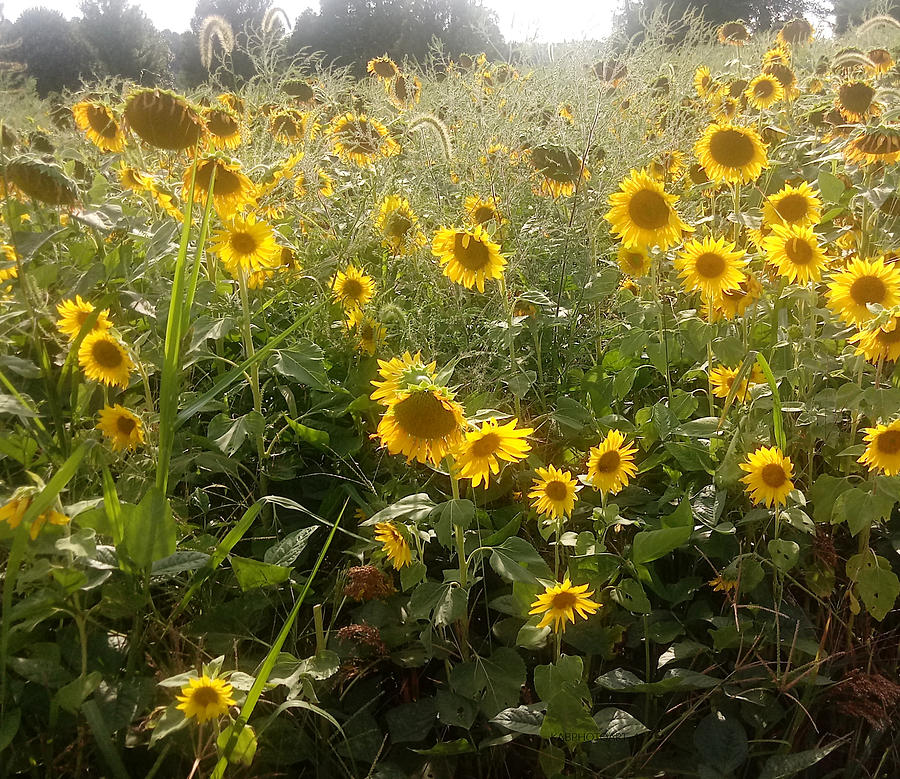 Sun and Sunflowers Photograph by Kathy Barney