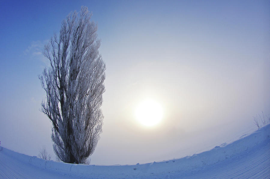 Sun And Tree In Winter Photograph by Image House/a.collectionrf