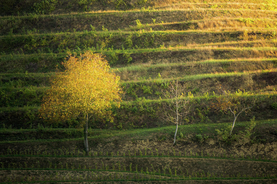 Sun bathed tree Photograph by Davorin Mance