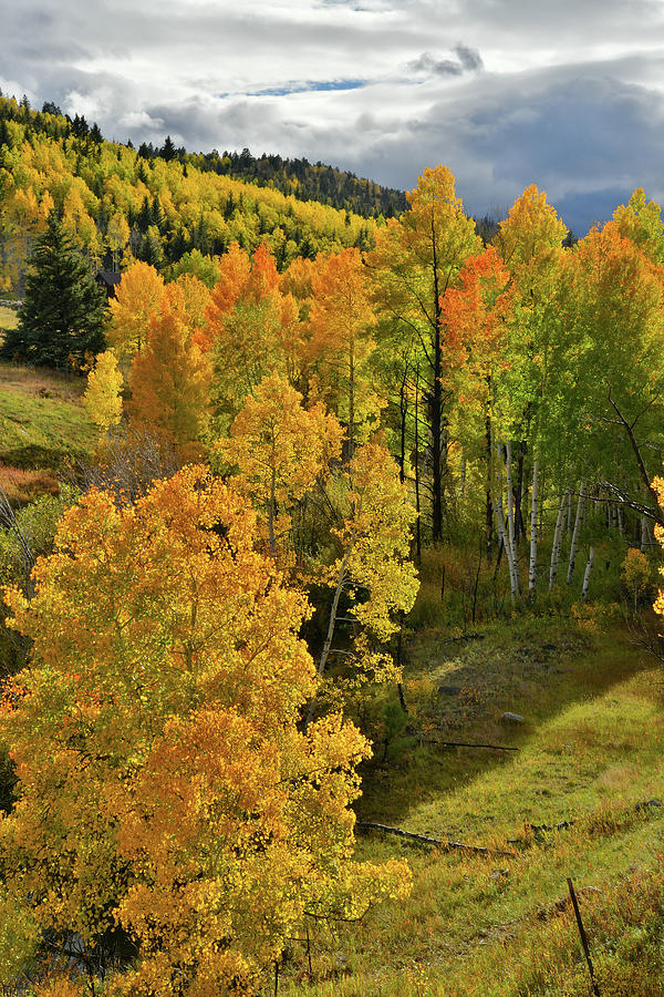 Sun Bathes Aspens along Highway 62 Photograph by Ray Mathis