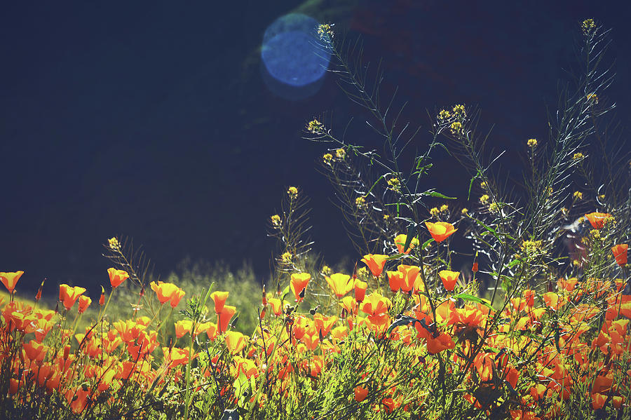 Flower Photograph - Sun Bathing by Joy Newcomb
