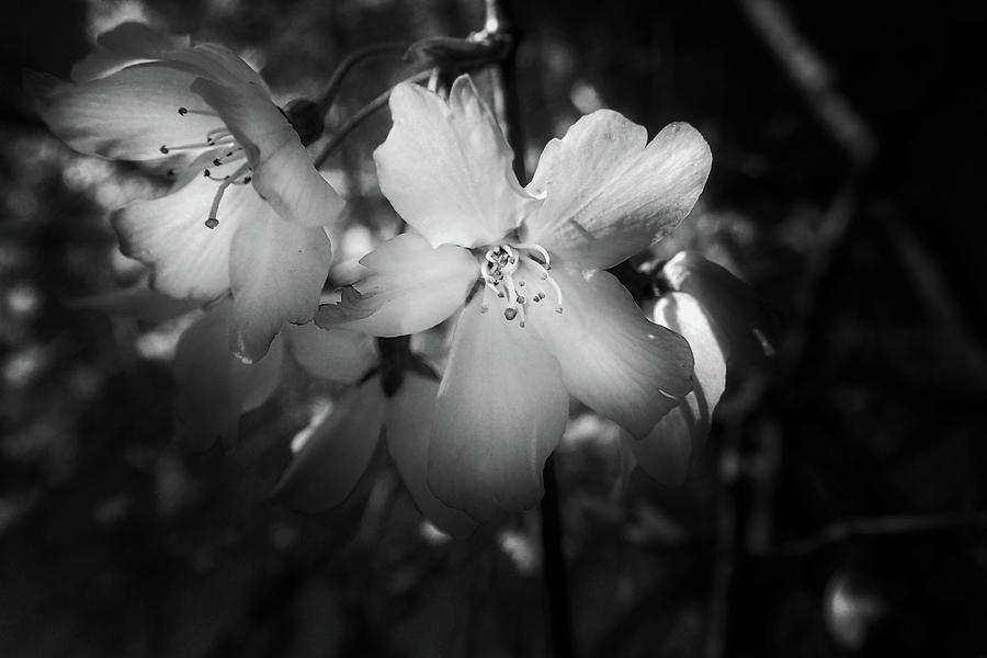 Flower Photograph - Sun Behind Flowers In Black and White by Greg and Chrystal Mimbs