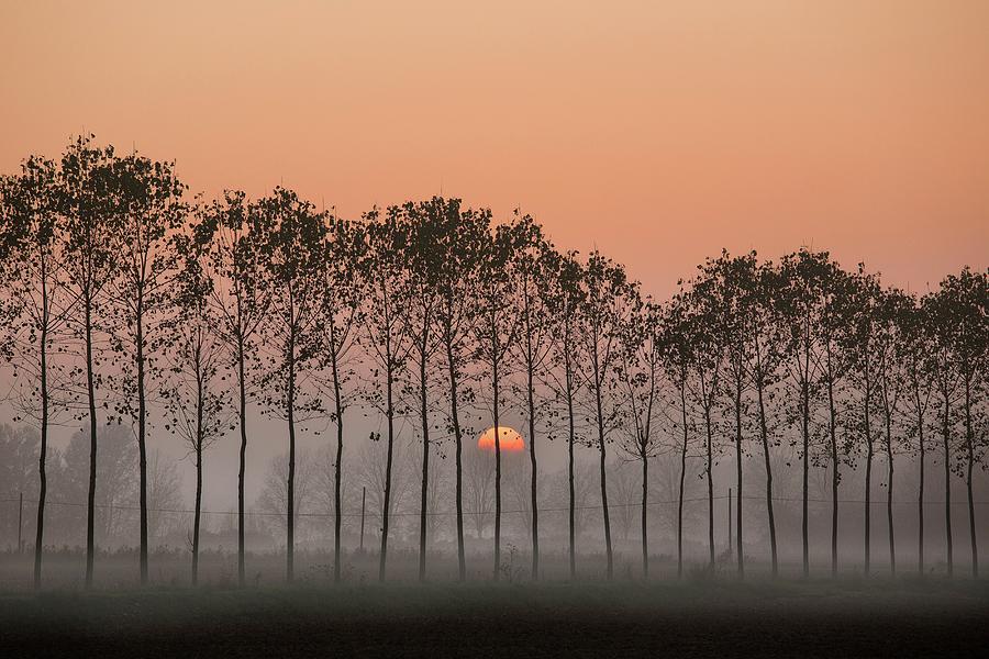 Sun Behind Trees With Fog, Italy Digital Art by Federica Cattaruzzi