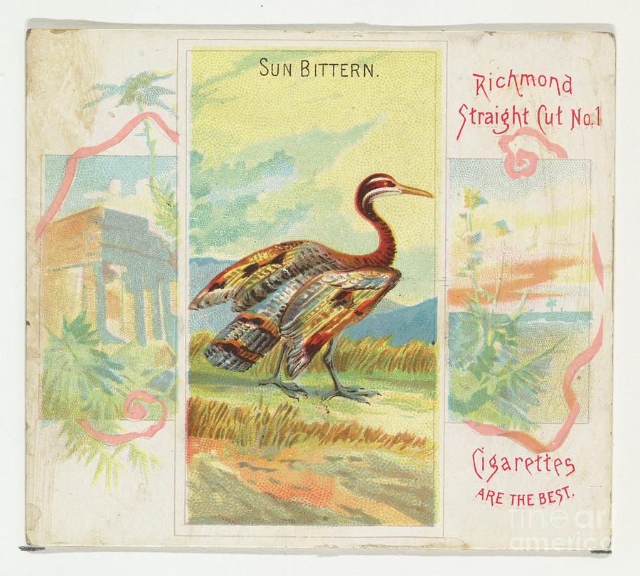 Sun Bittern Drawing by Heritage Images