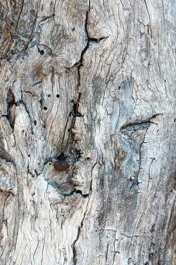 Weathered Wood Photograph by Gene Bollig