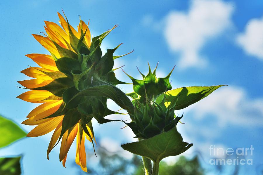 Sun Catcher Photograph by Joseph Perno