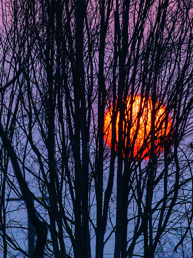 Sun Caught in Tree Branches Photograph by Garry Gay