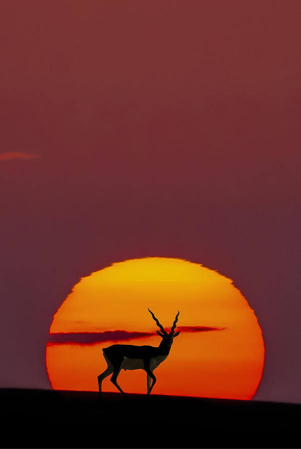 Sun Crossing Photograph by Abdul Saleem