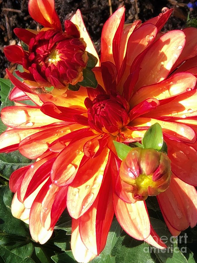 Sun Drenched Dahlia Photograph by Marcia Breznay