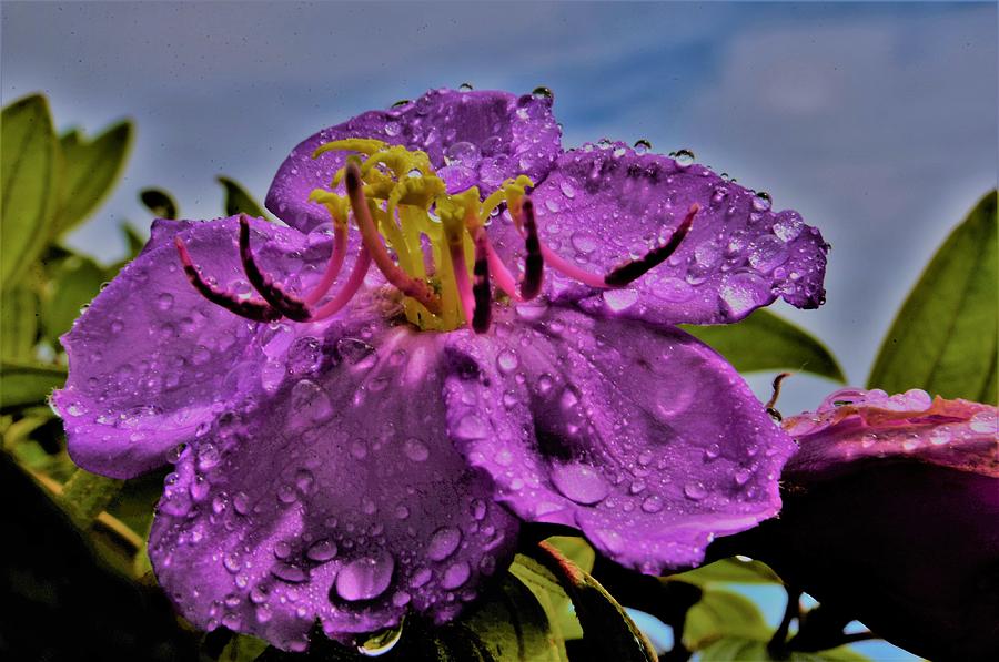 Sun Drenched - Rain Kissed Photograph by Heidi Fickinger