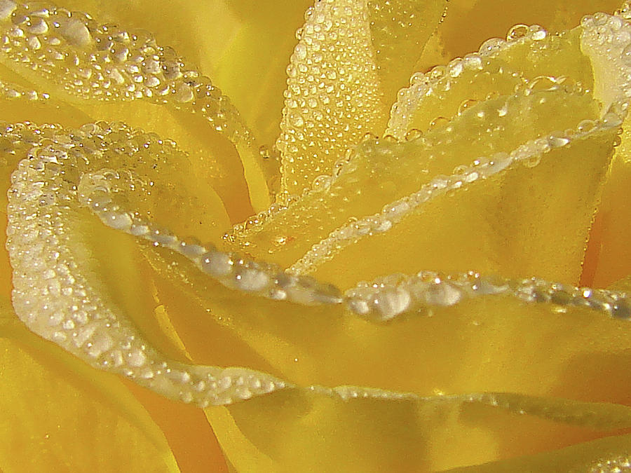 Sun Drenched Rose Macro Photograph by Blair Wainman