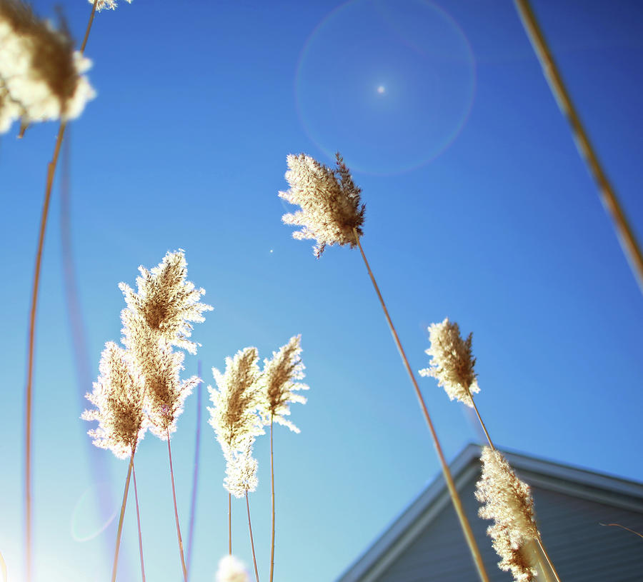 Sun Flare And Winter Plants On Sunny Photograph by Nicole Kucera