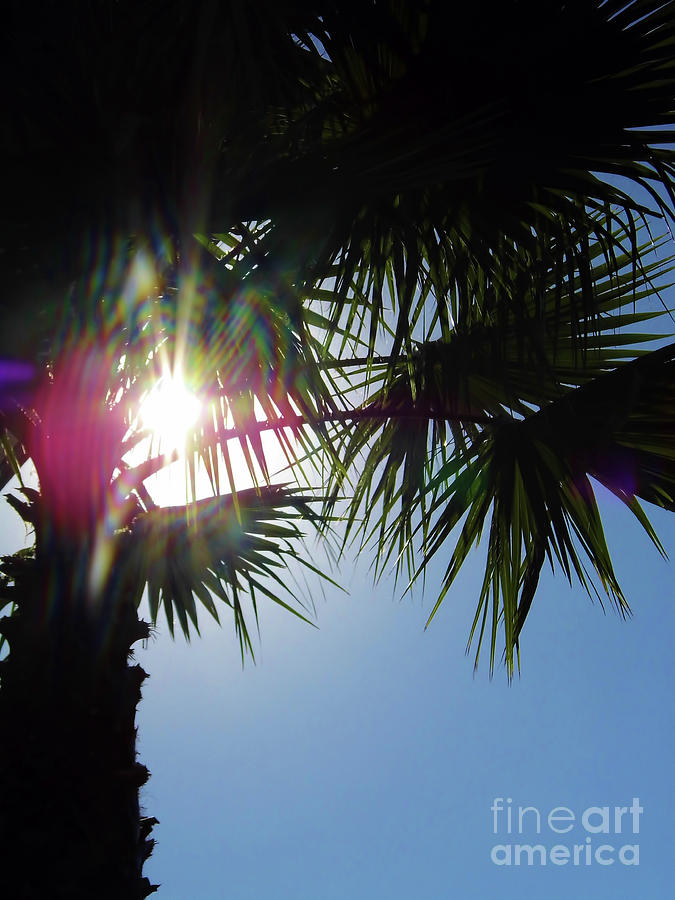 Tree Photograph - Sun Flare Palm by D Hackett