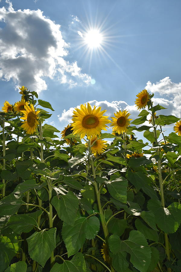 Sun Flare Sunflower Photograph by Rose Guinther