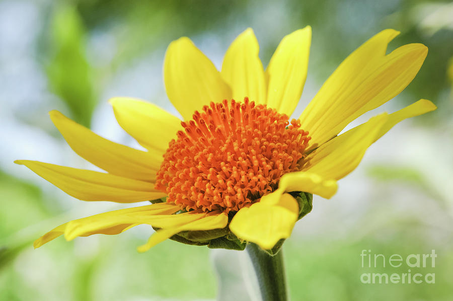 Sun Flower Photograph by Al Andersen