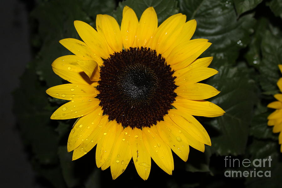 Sun Flower With Rain Dew Drops II Photograph by Barbra Telfer