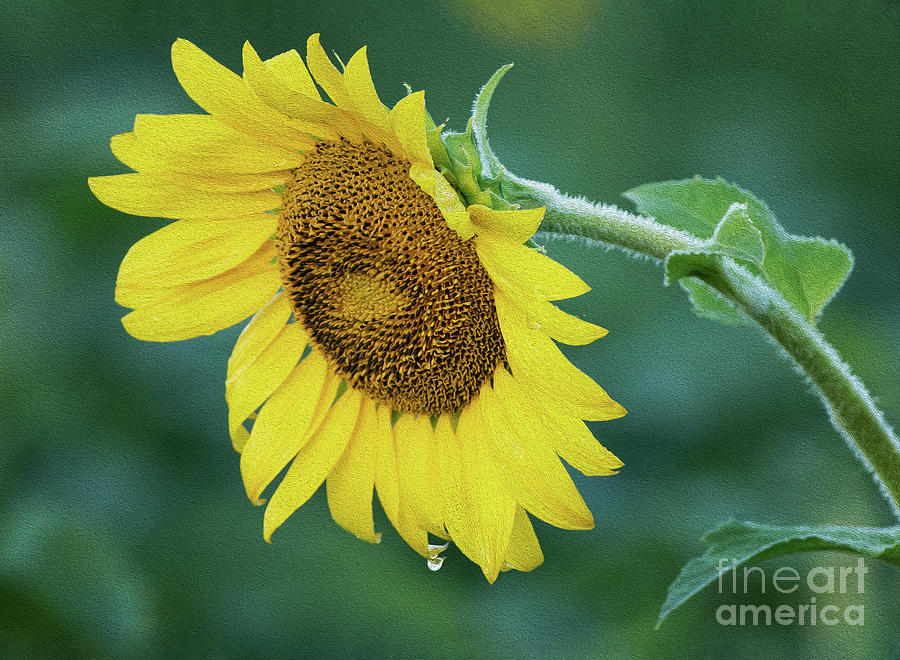 Sun Flower Drop Photograph by Art Cole