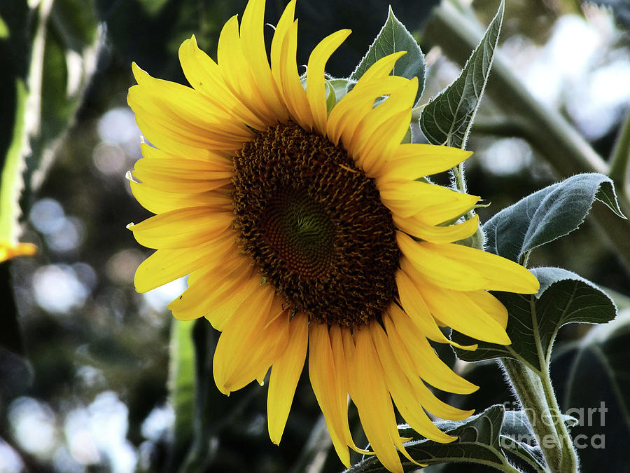 Sun flower Digital Art by Yenni Harrison