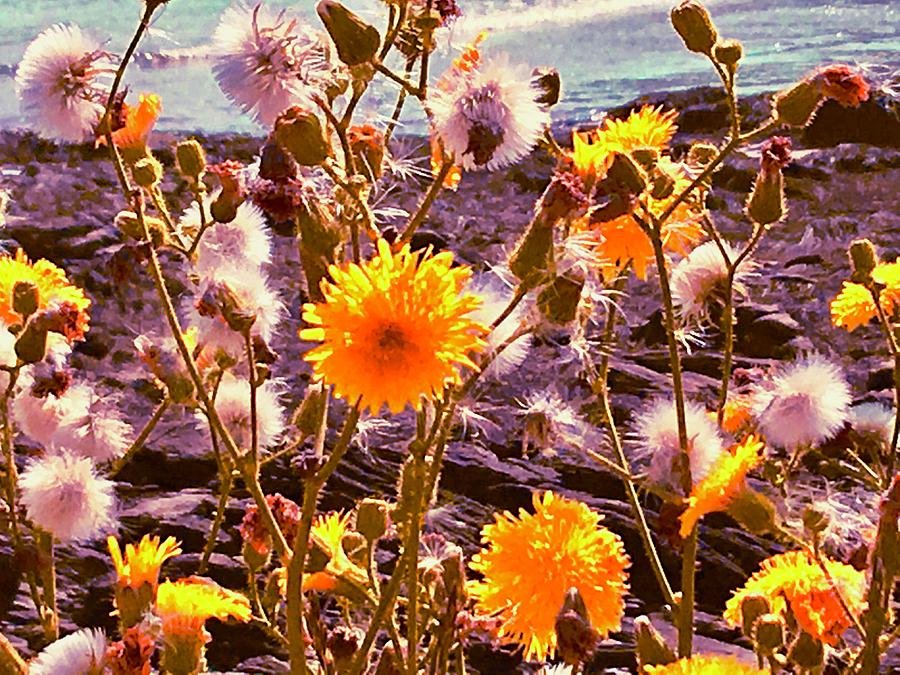 Sun-Glow Dandelions on the Rocky Shore  Photograph by Debra Grace Addison