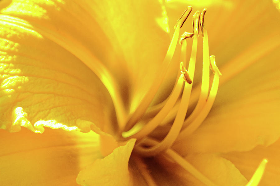 Sun-kissed Daylily Photograph