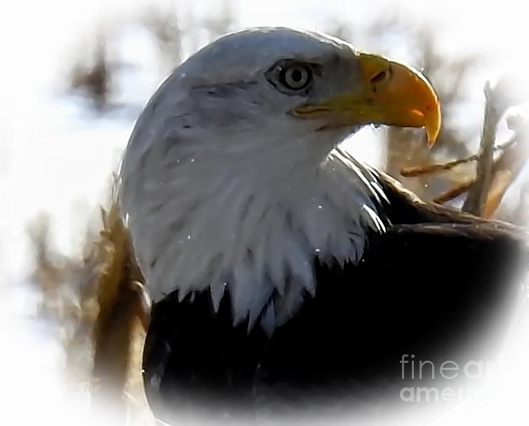 Eagle Photograph - Sun Kissed Eagle by Rennae Christman