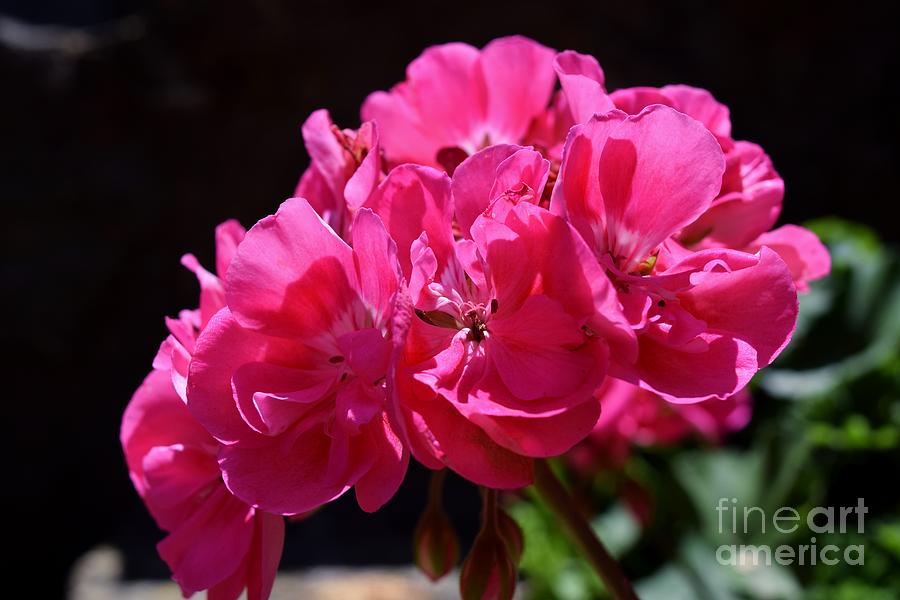 Sun Kissed Geraniums Photograph by Janet Marie