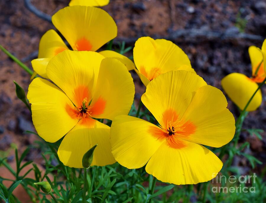 Flower Photograph - Sun-kissed Poppies by Janet Marie