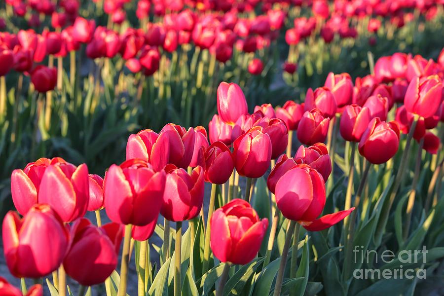 Sun-Kissed Red Tulips Photograph by Carol Groenen