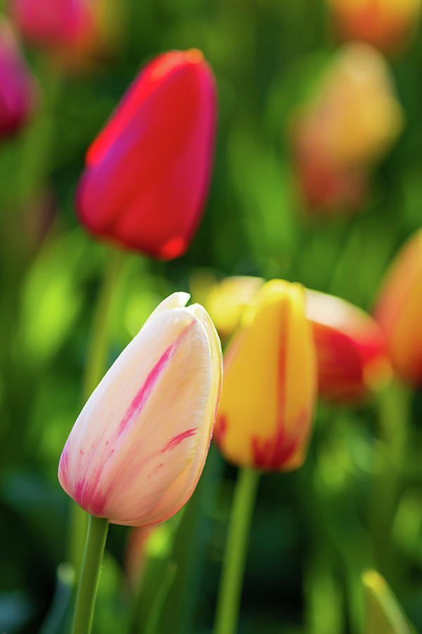 Sun kissed tulips Photograph by Jack Clutter