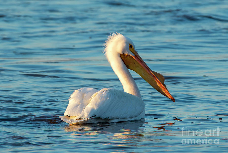 Sun Light on the Great White Pelican Photograph by Sandra Js