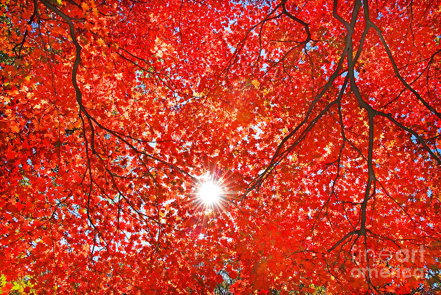 Forest Photograph - Sun Light Through The Red Fall Maple by Maxim Tupikov Forest Photograph - Sun Light Through The Red Fall Maple by Maxim Tupikov