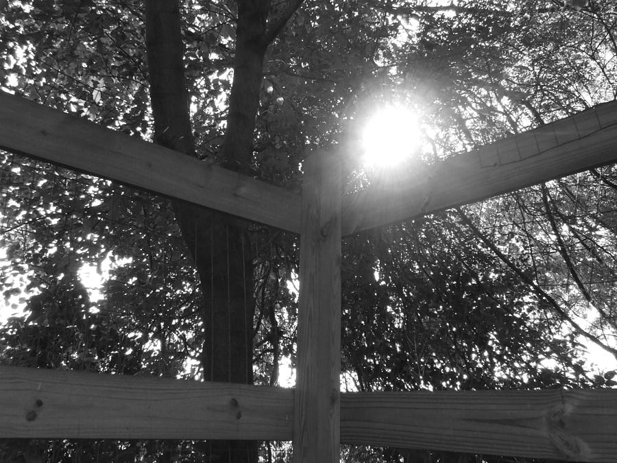 Sun on a Fence by Ty Unglebower Sun on a Fence by Ty Unglebower