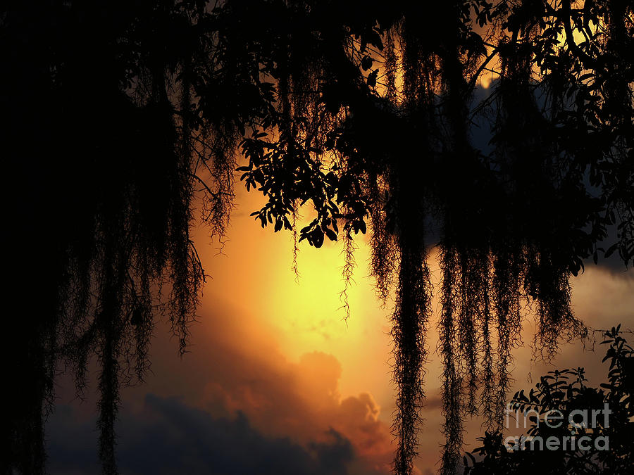 Sun Paint -behind tree Photograph by Krisztina Toth Sun Paint -behind tree Photograph by Krisztina Toth