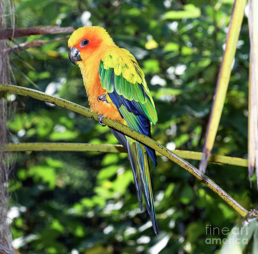 Nature Photograph - Sun Parakeet by Brian Gadsby/science Photo Library