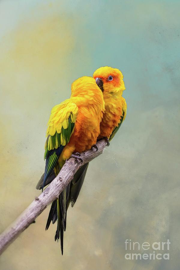 Wildlife Photograph - Sun Parakeets Love by Eva Lechner