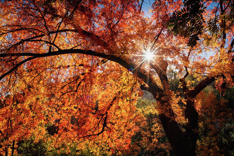 Sun Peaking Through The Autumn Colors  Photograph by Saija Lehtonen
