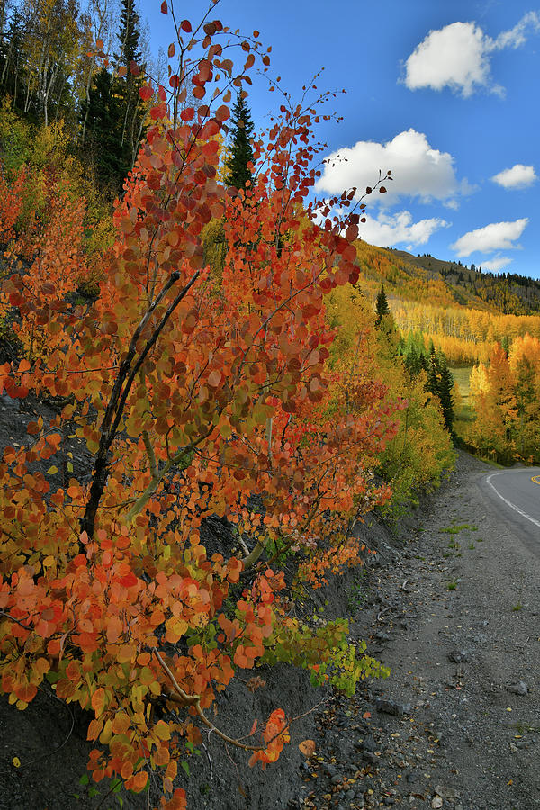 Sun Peaks Through on Roadside Fall Colors at Red Mountain Pass Photograph by Ray Mathis