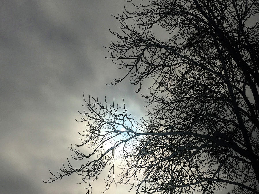 Sun Peeking Through Winter Tree Painterly Photograph by Mary Bedy