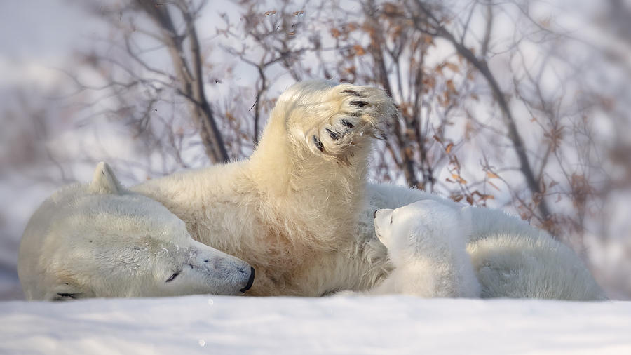 Polar Bear Photograph - Sun Protection by Fion Wong