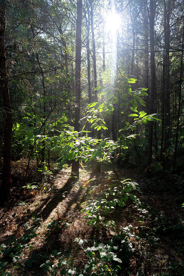 Sun rays cast through forest Photograph by Scott Lyons