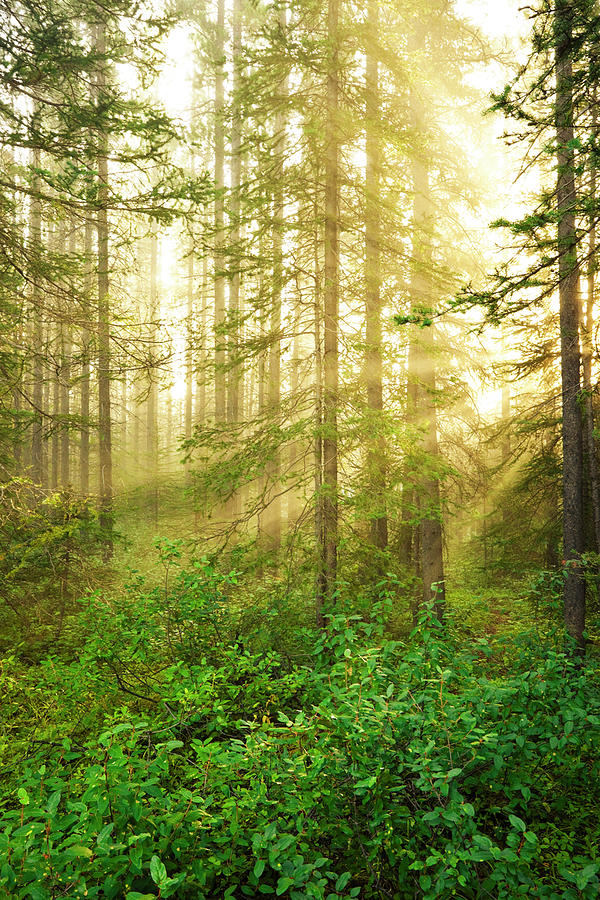 Sun Rays In A Misty Forest Photograph by Lucidio Studio Inc