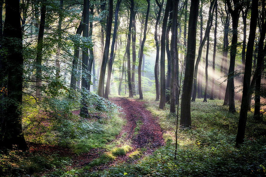 Sun rays in morning woods Photograph by Ceri Jones | Fine Art America