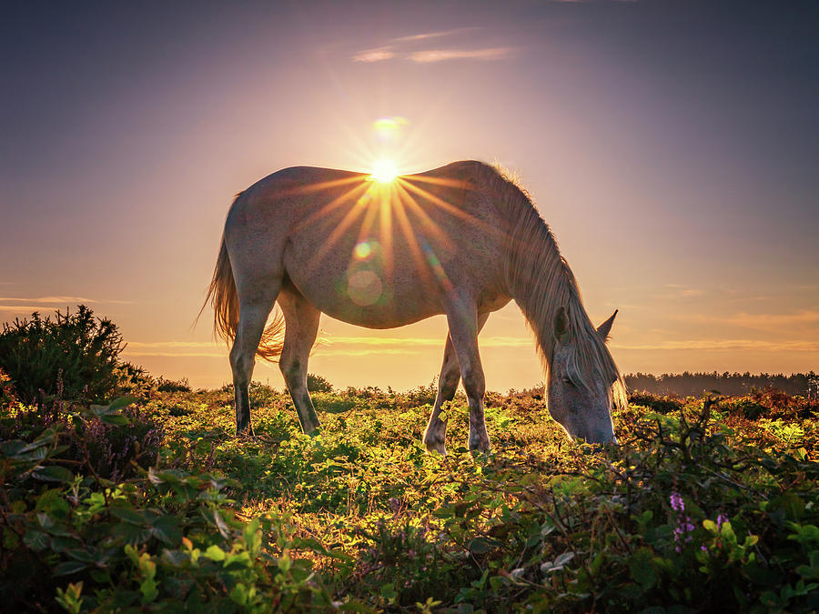 Sun Rays on Horseback Photograph by Framing Places