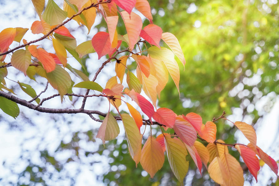 Sun rays shining through autumn leaves in Kyoto Park by Daniela Constantinescu Sun rays shining through autumn leaves in Kyoto Park by Daniela Constantinescu