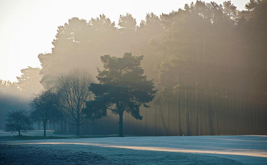 Fall Photograph - Sun Rays Shining Through Trees On A Frosty Morning In Woking / Surrey by Cavan Images