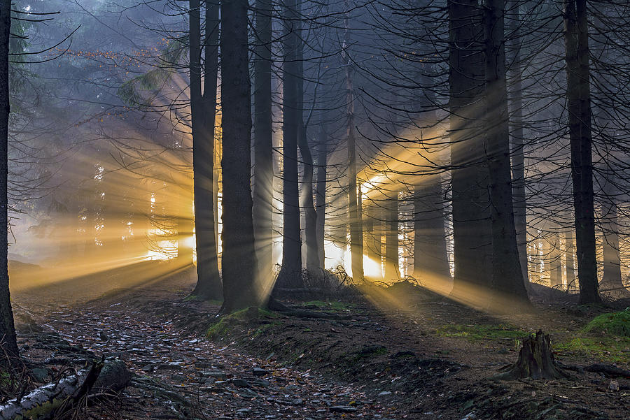 Tree Photograph - Sun Rays by Tom Pavlasek