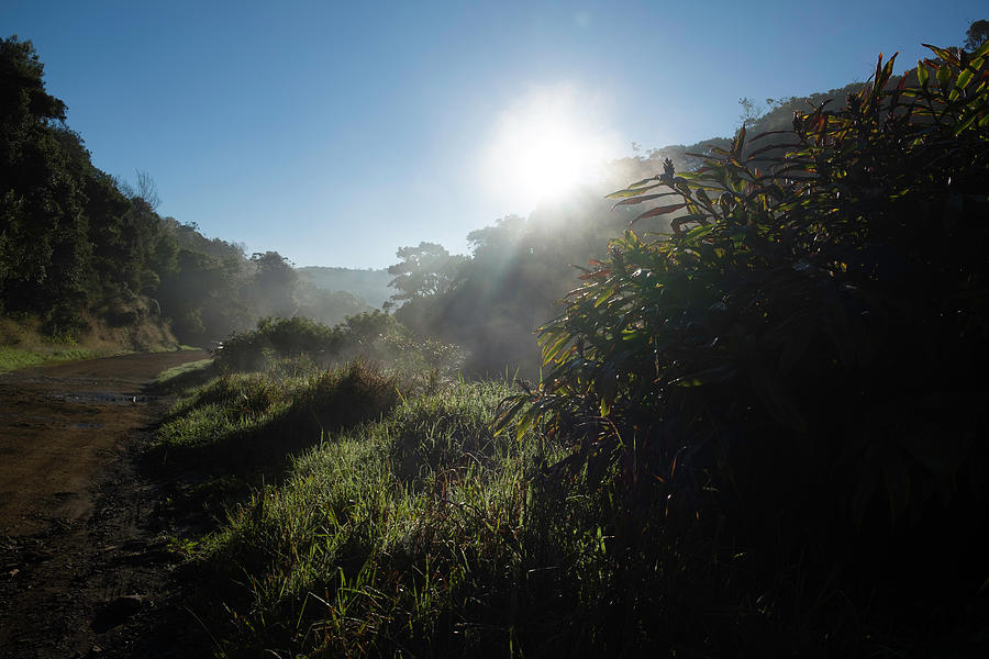 Sun rising above the lush green forest in the Kokee State Par Photograph by David L Moore